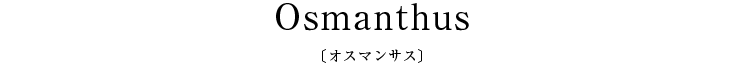 Osmanthus〔オスマンサス〕