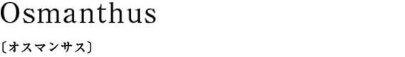 Osmanthus〔オスマンサス〕