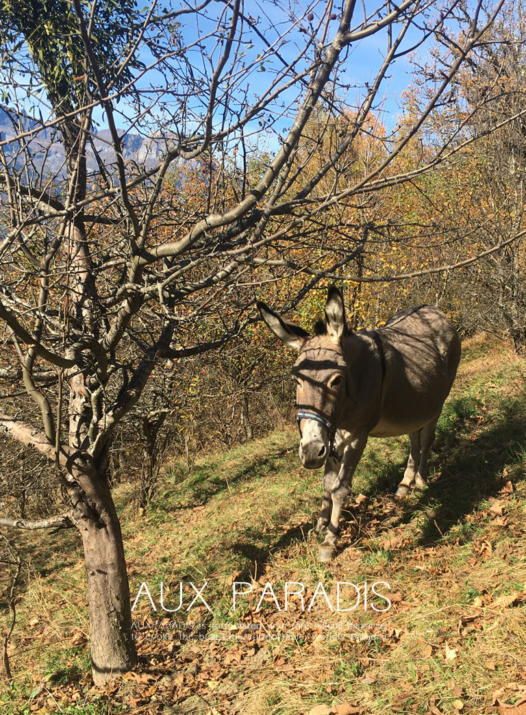 AUX PARADIS 公式オンラインショップ