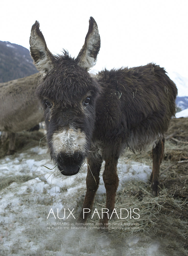 AUX PARADIS 公式オンラインショップ